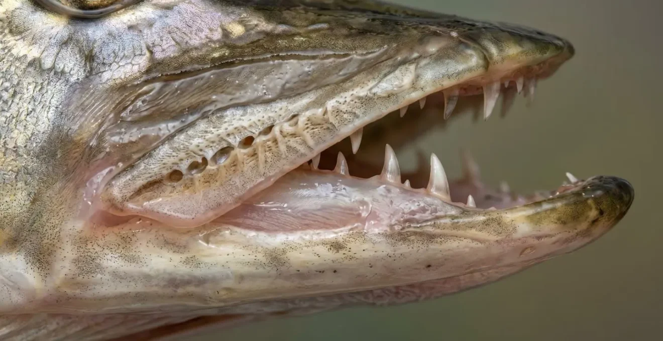Gros plan macro sur la structure de la mâchoire d'un carnassier montrant les détails anatomiques et les zones de prise sécurisée