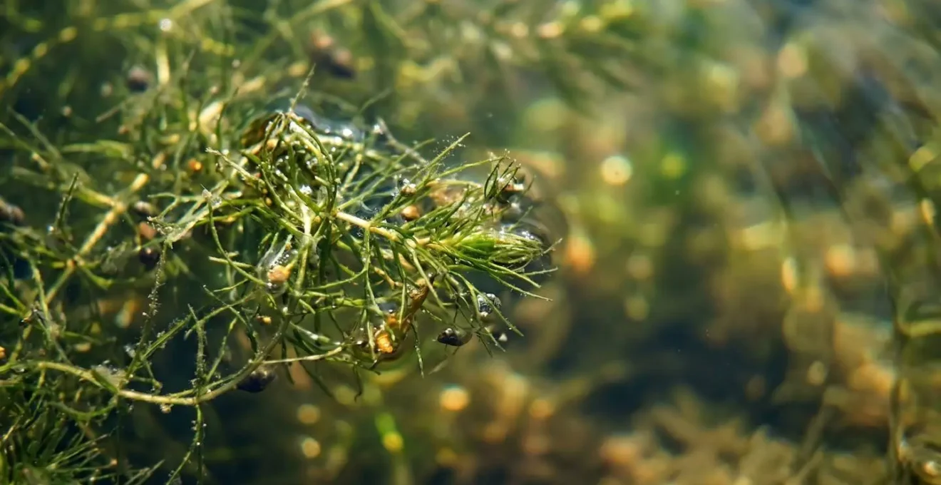 Vue détaillée d'un habitat de nurserie aquatique avec herbiers et structures naturelles pour les alevins