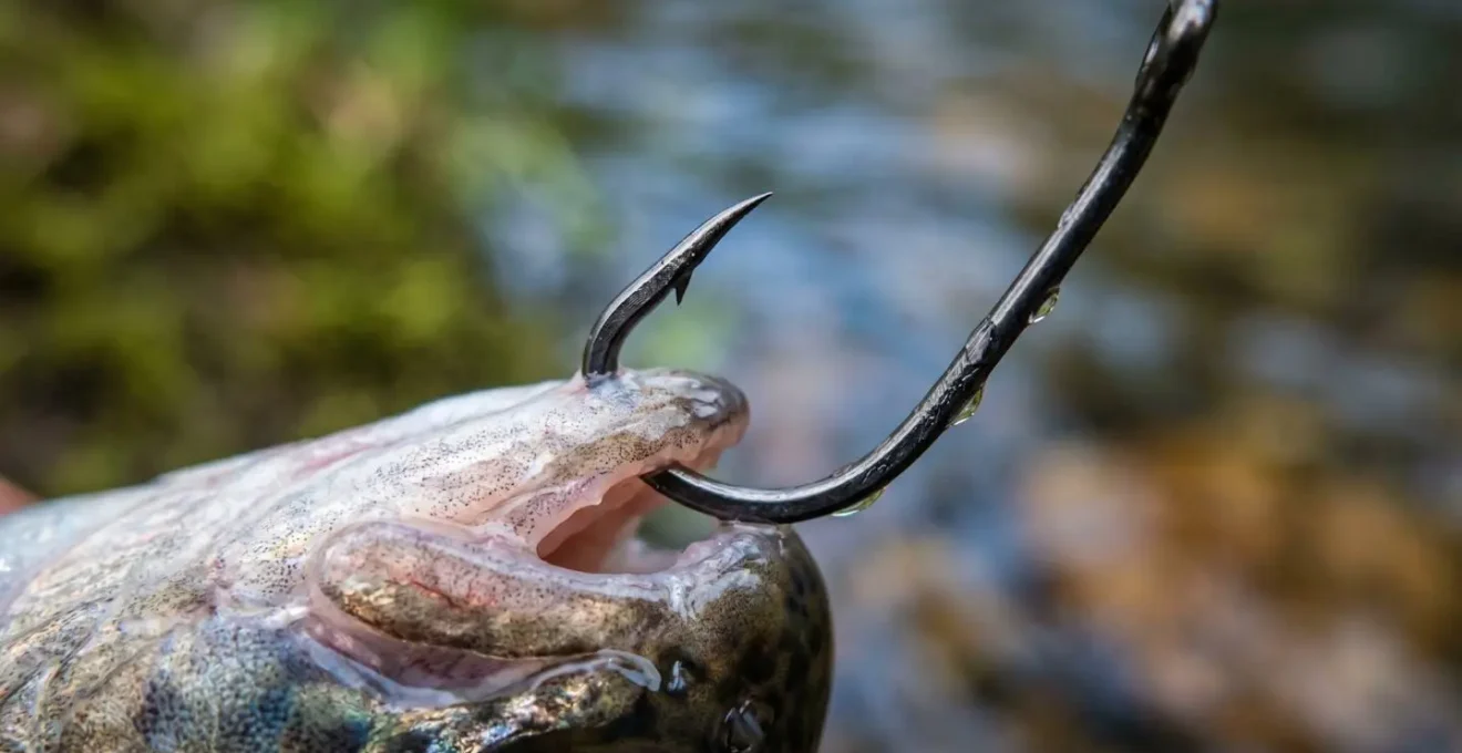 Gros plan macro d'un hameçon simple sans ardillon piqué dans la lèvre d'un poisson, montrant la pénétration parfaite