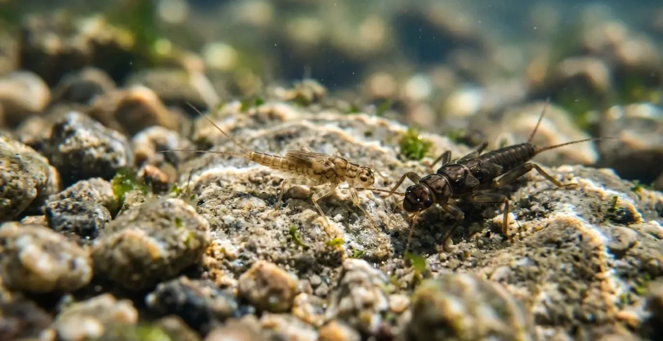 Macro détail d'invertébrés benthiques sur le substrat d'une rivière saine, base de la chaîne alimentaire aquatique