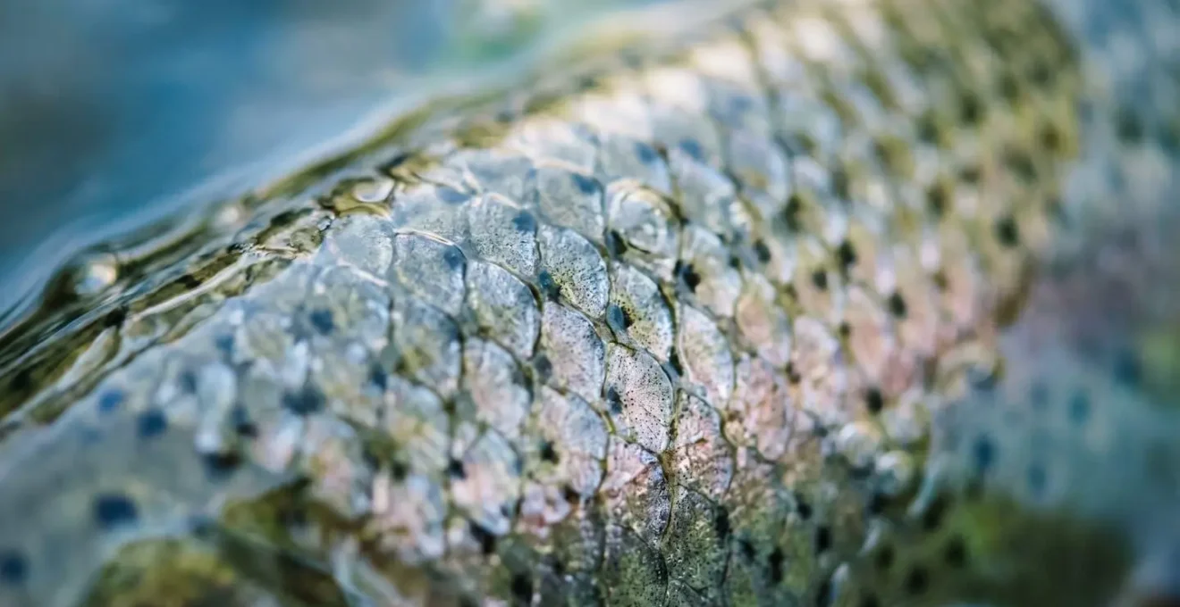 Gros plan extrême sur les écailles irisées d'une truite sauvage dans l'eau claire d'une rivière française