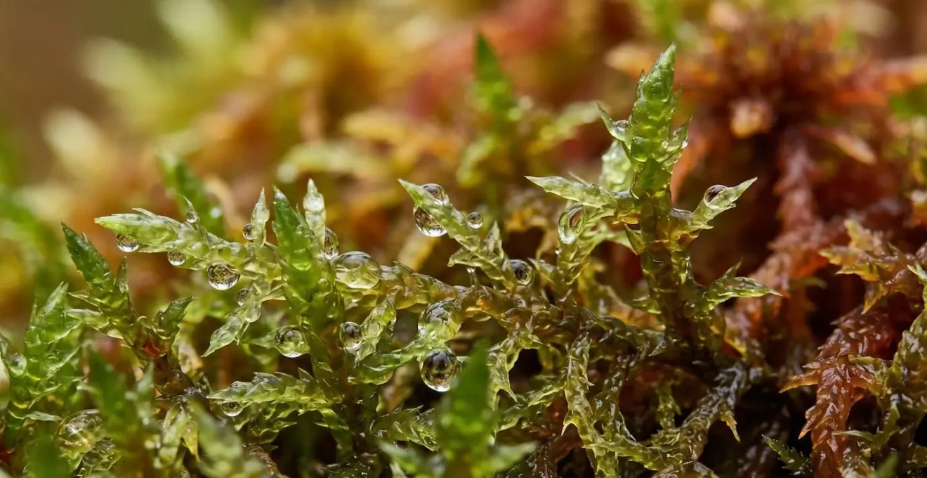 Gros plan macro sur la texture et la structure cellulaire d'une sphaigne gorgée d'eau dans une tourbière française