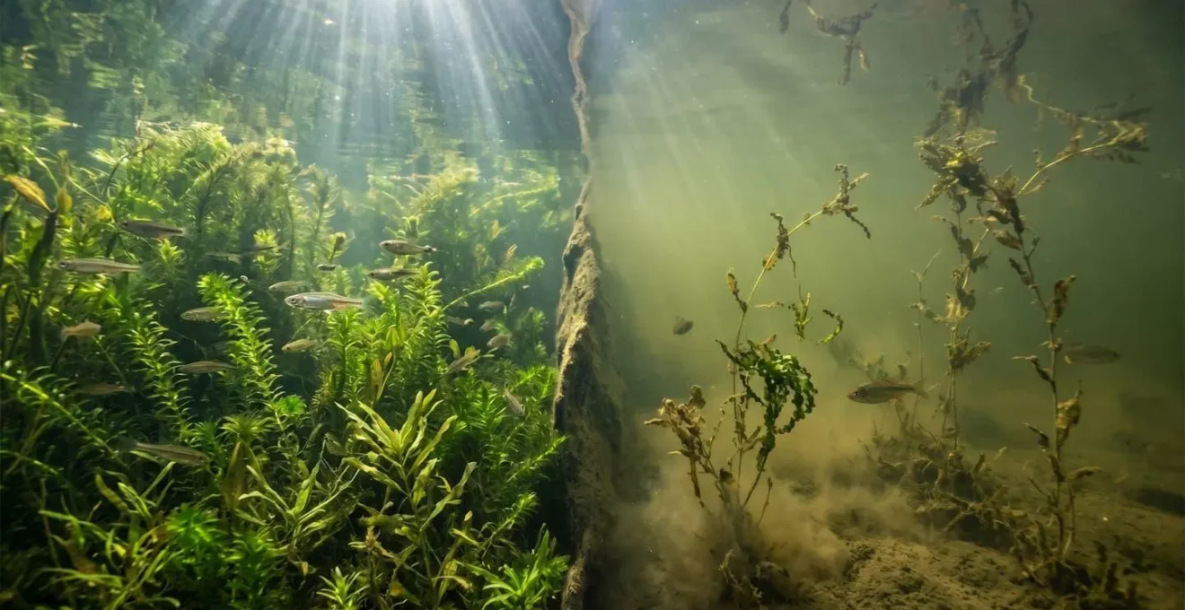 Scene symbolique d'un ecosysteme aquatique fragile avec vegetation aquatique et poissons fourrage en France