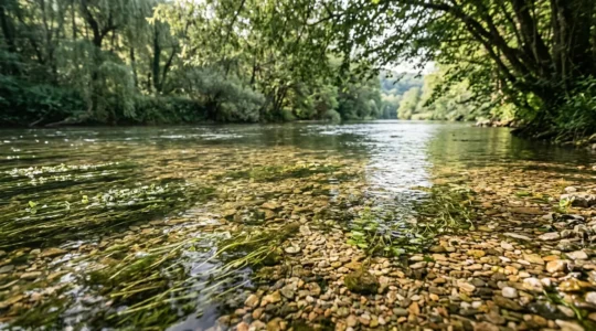 Vue d'une frayère naturelle en rivière française avec végétation aquatique et substrat de graviers propres pour la reproduction des poissons