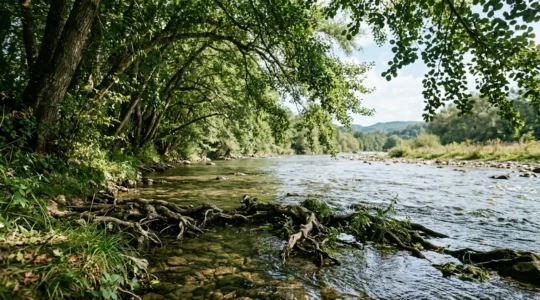 Racines d'arbres riverains plongeant dans l'eau claire d'une rivière française, créant des caches naturelles pour les poissons